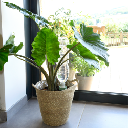 PACK 4 Cônes d'arrosage Aquasolo M pour pot de 40cm - HOZELOCK