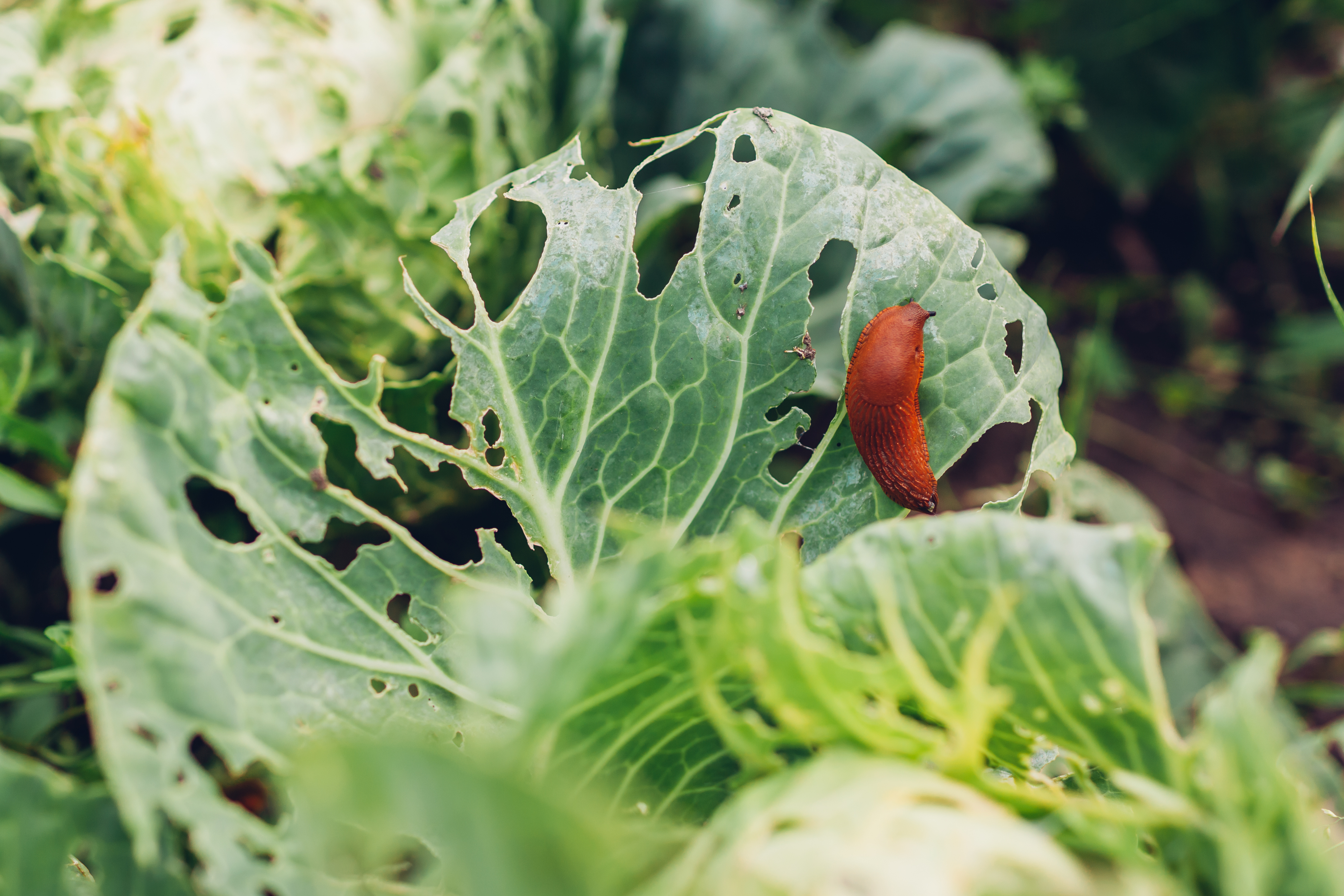 Dégâts de limaces sur un chou du potager
