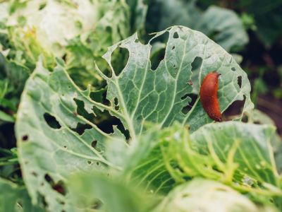 Comment se débarrasser efficacement des principaux nuisibles ?